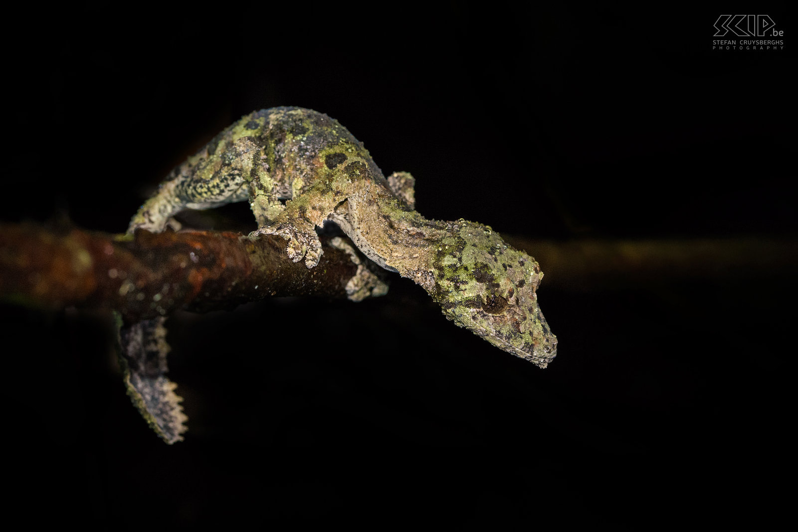 Andasibe - Bladstaartgekko Uroplatus sikorae (Mossy leaf-tailed gecko) is een hagedis van de bladstaartgekko familie. Deze fascinerende nachtelijke gekko is endemisch in Madagaskar. Hij is 15 tot 20 centimeter lang. Deze gekko kan zijn huidskleur veranderen om zich aan zijn omgeving aan te passen en hij bezit huidflappen die uitgeklapt worden om z’n lichaamsvorm te maskeren. Overdag is het bijna onmogelijk om deze super gecamoufleerde gekko te vinden. We vonden deze soort tijdens een nachtwandeling in het private Mitsinjo reservaat in de buurt van het Nationaal Park Andasibe Mantadia. Stefan Cruysberghs